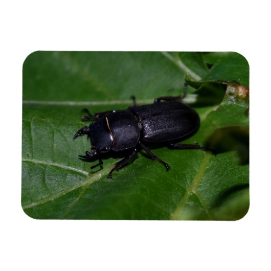 Magnet Flexible Dorcus parallelipipedus, le moindre dendroctone du (Horizontal)