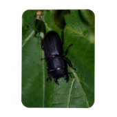 Magnet Flexible Dorcus parallelipipedus, le moindre dendroctone du (Vertical)