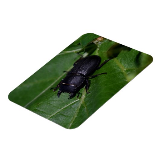 Magnet Flexible Dorcus parallelipipedus, le moindre dendroctone du (Côté Gauche)