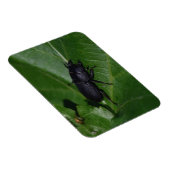 Magnet Flexible Dorcus parallelipipedus, le moindre dendroctone du (Côté Droit)