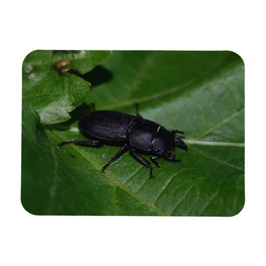 Magnet Flexible Dorcus parallelipipedus, le moindre dendroctone du (Horizontal)