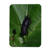 Magnet Flexible Dorcus parallelipipedus, le moindre dendroctone du (Vertical)