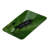 Magnet Flexible Dorcus parallelipipedus, le moindre dendroctone du (Côté Gauche)