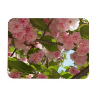 Double floraison cerisier III printemps fleuri