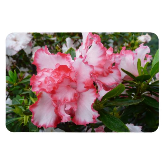 Magnet Flexible Double rouge et blanc Azaleas printemps floral (Horizontal)