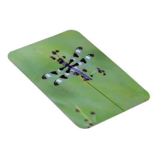 Magnet Flexible Dragon fly perched on grass (Côté Droit)