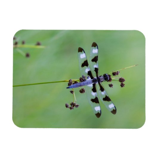 Magnet Flexible Dragon fly perched on grass (Horizontal)