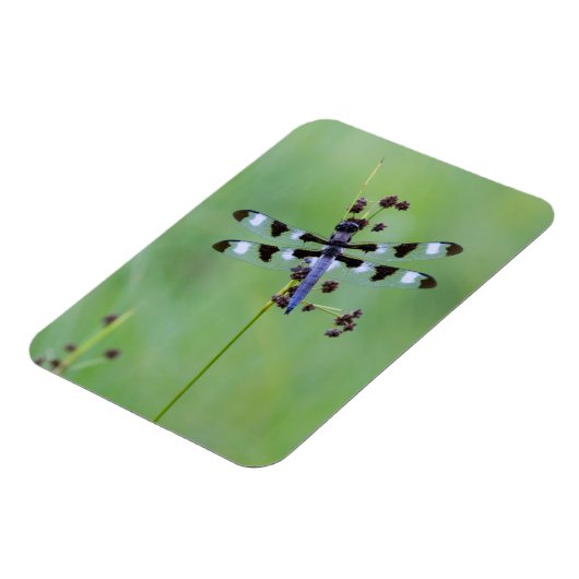 Magnet Flexible Dragon fly perched on grass (Côté Gauche)