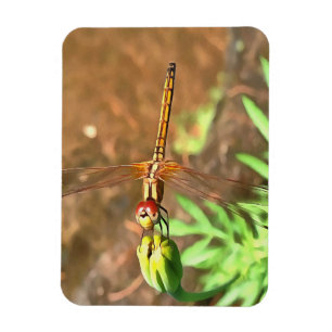 Magnet Flexible Dragonfly Artistique Reposant Sur Une Tête De Fleu