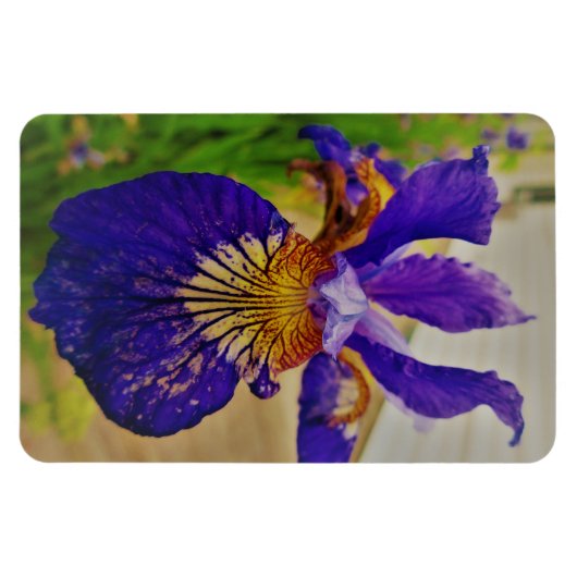 Magnet Flexible Drapeau bleu Iris Fleur de Lys France Canada Québe (Horizontal)