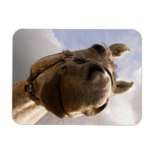 Magnet Flexible Drôle Cheval Gris Nez Gros Plan (Horizontal)