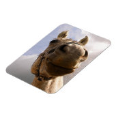 Magnet Flexible Drôle Cheval Gris Nez Gros Plan (Côté Gauche)