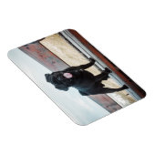 Magnet Flexible Drôle chien de carlin (Côté Droit)