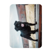 Magnet Flexible Drôle chien de carlin (Vertical)