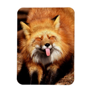 Magnet Flexible Drôle Fox Sticking It's Tongue Out