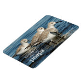 Magnet Flexible Drôle mignon 4 Sanderlings Sandpipers à la plage (Côté Gauche)