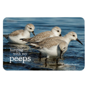 Magnet Flexible Drôle mignon 4 Sanderlings Sandpipers à la plage