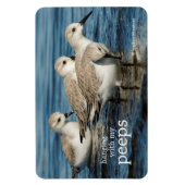 Magnet Flexible Drôle mignon 4 Sanderlings Sandpipers à la plage (Vertical)