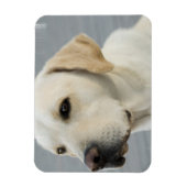 Magnet flexible du laboratoire jaune (Vertical)