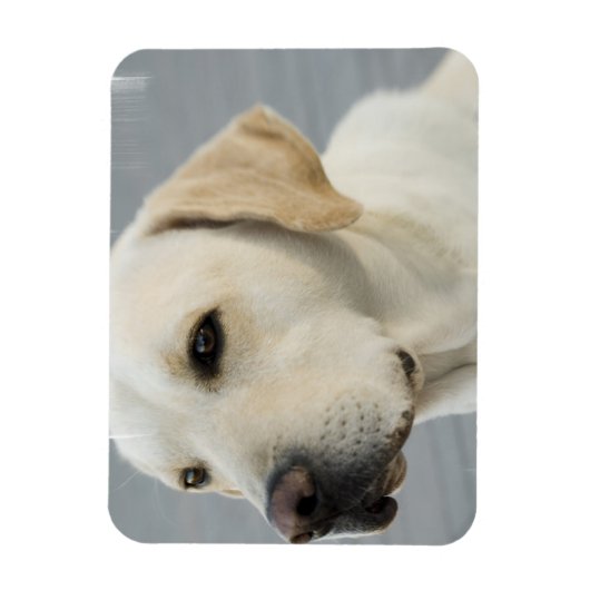 Magnet flexible du laboratoire jaune (Vertical)