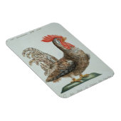 Magnet Flexible Dwarf Cockerel, c.1767-76 (gravure à la main) (Côté Droit)