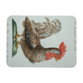 Magnet Flexible Dwarf Cockerel, c.1767-76 (gravure à la main) (Horizontal)