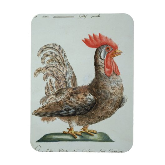 Magnet Flexible Dwarf Cockerel, c.1767-76 (gravure à la main) (Vertical)