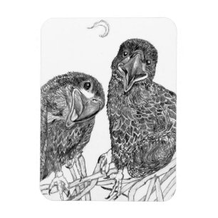 MAGNET FLEXIBLE EAGLE SIBLINGS A FUN + FEATHER AMI GUIDE