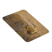 Magnet Flexible Eastern cottontail rabbit hopping (Côté Droit)