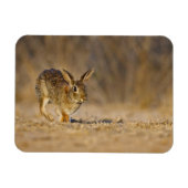 Magnet Flexible Eastern cottontail rabbit hopping (Horizontal)