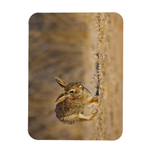 Magnet Flexible Eastern cottontail rabbit hopping (Vertical)