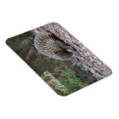 Magnet Flexible Echidna, Australie (Côté Droit)