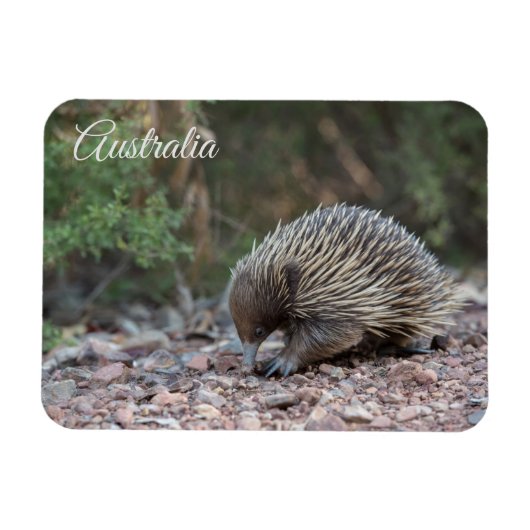 Magnet Flexible Echidna, Australie (Horizontal)