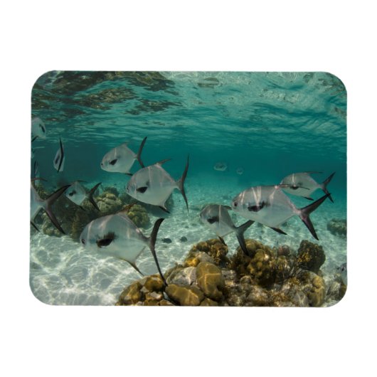 Magnet Flexible École de poissons permis (Horizontal)
