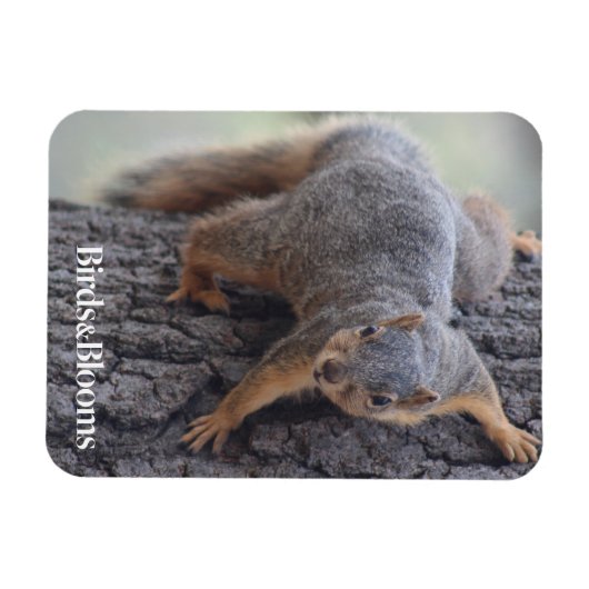 Magnet Flexible Écureuil (Horizontal)