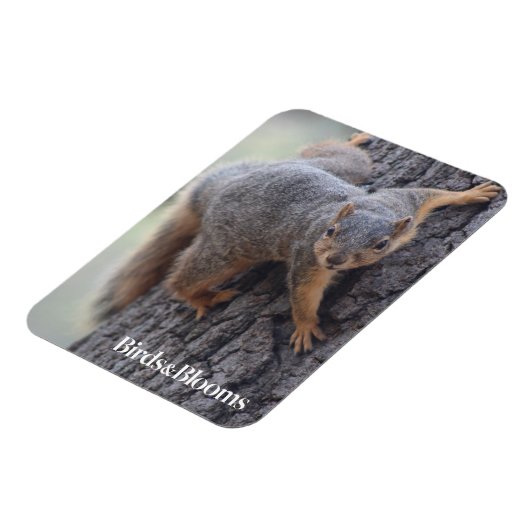 Magnet Flexible Écureuil (Côté Gauche)