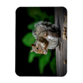 Magnet Flexible Écureuil aux cacahuètes (Vertical)