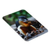 Magnet Flexible Écureuil Bornéo Tri-Color (Côté Droit)