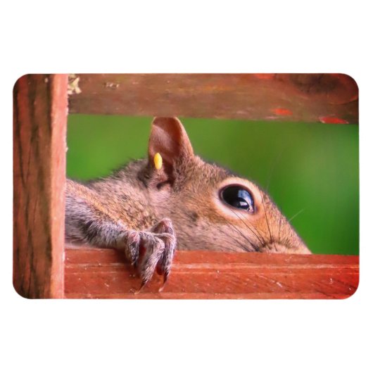 Magnet Flexible Écureuil de Pékin (Horizontal)