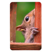 Magnet Flexible Écureuil de Pékin (Vertical)