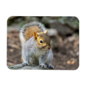 Magnet Flexible Écureuil gris (Horizontal)