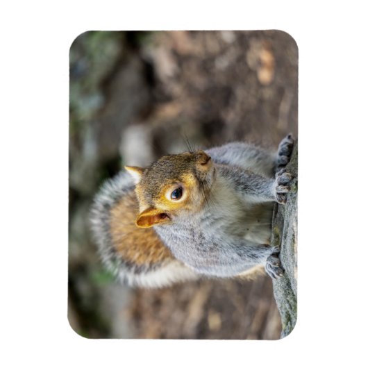 Magnet Flexible Écureuil gris (Vertical)