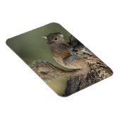 Magnet Flexible Écureuil gris oriental ou écureuil gris (Côté Droit)