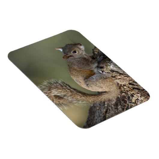 Magnet Flexible Écureuil gris oriental ou écureuil gris (Côté Droit)