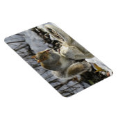 Magnet Flexible Écureuil Mangeant sur le mangeur d'oiseaux de lapi (Côté Droit)