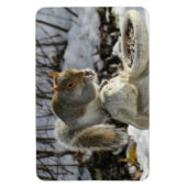Magnet Flexible Écureuil Mangeant sur le mangeur d'oiseaux de lapi (Vertical)
