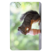 Magnet Flexible Écureuil mangeant un cône de glace (Vertical)