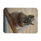 Magnet Flexible Écureuil mûr à la branche (Horizontal)