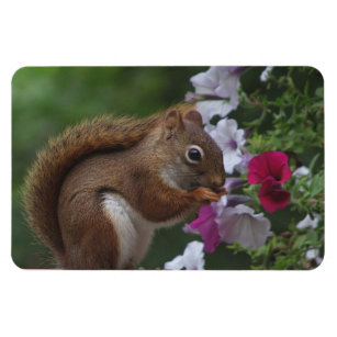Magnet Flexible Écureuil rouge avec Petunias