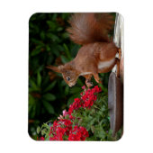Magnet Flexible Écureuil rouge et blanc avec Fleur rouge Bush (Vertical)
